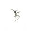 MINI ORCHID LEAVES W/ROOTS 13CM GREEN