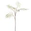 CHAMAEDOREA SPRAY X5 77CM GREY