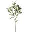 OLIVE SPRAY GREEN