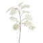CHAMAEDOREA SPRAY X10 115CM GREY