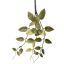 MONEY LVS SPRAY 30CM GREEN
