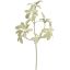 SHEFFLERA SPRAY 65CM GREEN