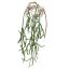 RHIPSALIS 100CM GREEN