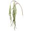 RHIPSALIS 125CM GREEN