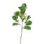 FICUS LYRATA 95CM GREEN