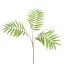 CHAMAEDOREA SPRAY 55CM GREEN