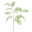 CHAMAEDOREA SPRAY 133CM GREEN
