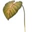 CALADIUM LEAF 113CM DARK GREEN