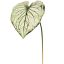 CALADIUM LEAF 113CM LIGHT GREEN