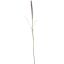 FOXTAIL 100CM LILAC