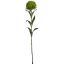 DIANTHUS 53CM GREEN