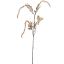 FOXTAIL 110CM AMBER