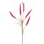 SETARIA GRASS SPRAY 74CM BEAUTY