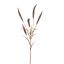 SETARIA GRASS SPRAY 74CM BROWN