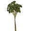 MINI AGAVE PICK X5 30CM GREEN
