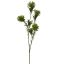 DIANTHUS SPRAY 60CM GREEN