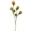 DIANTHUS SPRAY 60CM PEACH