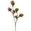 DIANTHUS SPRAY 60CM PINK