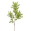 ASPARAGUS 73CM GREEN
