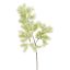 ASPARAGUS 73CM WHITE