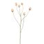 POPPY FRUIT SPRAY 79CM CREAM