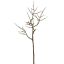 THORN BRANCH 67CM BROWN