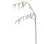 STACHYURUS SPRAY 106CM CREAM