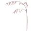 STACHYURUS SPRAY 106CM PINK