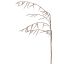 STACHYURUS SPRAY 128CM CREAM