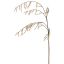 STACHYURUS SPRAY 128CM YELLOW