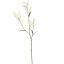 LARGE CHASMANTIUM 115CM CREAM
