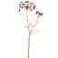 ANETHUM SPRAY X2 75CM BURGUNDY