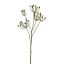 QUEEN ANN LACE SEED SPRAY 82CM GREEN
