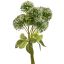 ALLIUM BUNDLE 34CM CREAM