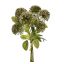 ALLIUM BUNDLE 34CM CREAM PINK