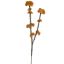 WILD SEDUM X2 SPRAY 57CM MUSTARD