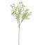 ANETHUM 60CM CREAM