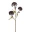 HERACLEUM 90CM LAVENDER
