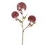 HERACLEUM 90CM RED