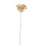 WHITEWASH ANETHUM 72CM SALMON