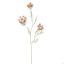 WHITEWASH ANETHUM 83CM BEAUTY