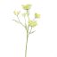 ANETHUM 79CM YELLOW