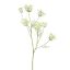 ANETHUM SPRAY 107CM CREAM