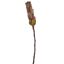 PROTEA 53CM BROWN