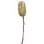 PROTEA 52CM GREEN