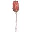 PROTEA 52CM ORANGE