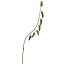 SMALL PEPPER BRANCH 70CM GREEN