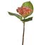 SHORTSTEM BERRY 32CM ORANGE