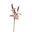 RHUS TYPINA BERRY 100CM RED