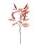LARGE RHUS TYPINA BERRY 125CM BEAUTY